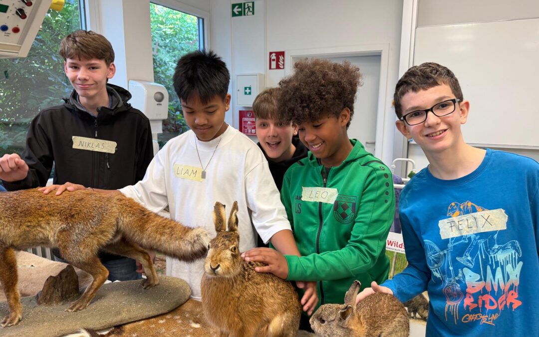 Dachs trifft Fuchs – Chaos trifft Ordnung!